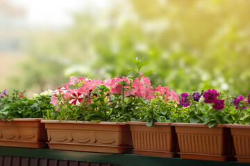 Pink blooming petunias grown in pots stand in row, blurry greenery of trees behind. Concept of gardening, home decor. Copy space