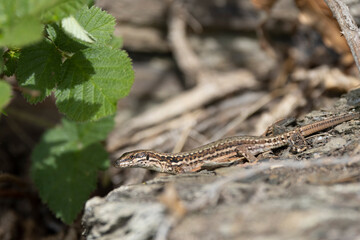 Mauereidechse (Podarcis muralis)