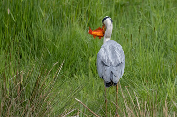 Graureiher (Ardea cinerea) fängt Goldfisch