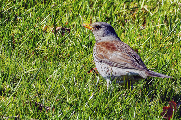 Turdus philomelos song thrush in the meadow in spring