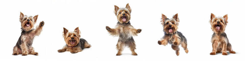 Animals pets dogs banner panorama long - Collection of funny cute crazy little laughing lying, jumping, standing, sitting yorkshire terrier dog, isolated on white background, Generative AI