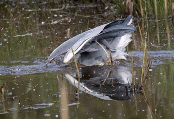Graureiher (Ardea cinerea) fängt Goldfisch