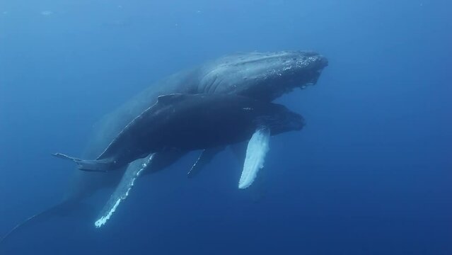 Humpback whales underwater of Pacific Ocean. Giant animal Megaptera Novaeangliae in Tonga Polynesia. Concept of family idyll of whales giant sea animals and underwater megafauna.