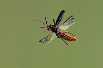 Gemeiner Weichkäfer (Cantharis fusca)