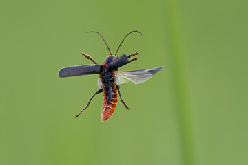 Gemeiner Weichkäfer (Cantharis fusca)