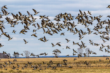 Sehr viele Nonnengänse fliegen auf von einer Wiese..