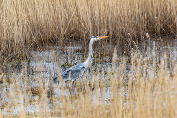 Graureiher oder Fischreiher auf der Lauer.