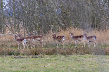 Damhirsche am Waldrand.