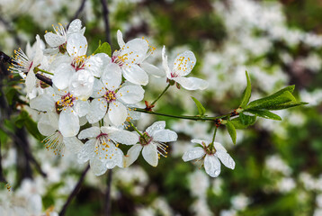 White cherry flowers with raindrops blurred background