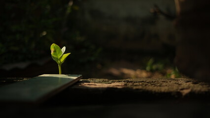 a sapling growing on the ground with the morning sun.
