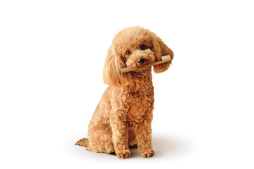 Toy poodle with toothbrush sitting on white background - Concept of dog dental care - obrazy, fototapety, plakaty