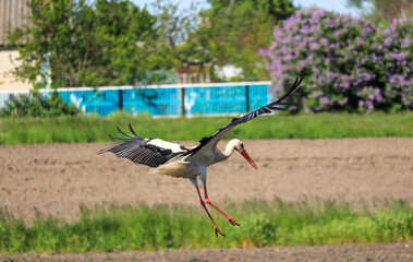 stork in the grass