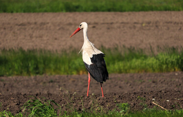 white stork in the grass