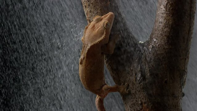 Crested gecko clings to tree branch at night during heavy rain - slow motion