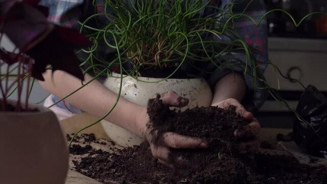 The girl transplants a flower into a new pot