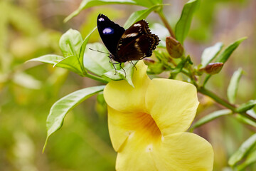 papillon © Herve