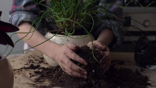 The girl transplants a flower into a new pot