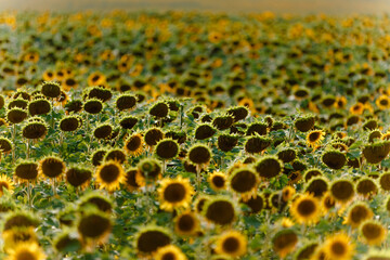 Sunflower field. Agriculture in Ukraine. Development and cultivation of organic products.