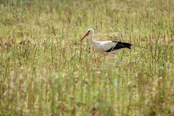 Storks walk around the harvested field and look for food. Agriculture and wildlife.