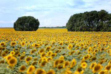 Sunflower field. Agriculture in Ukraine. Development and cultivation of organic products.