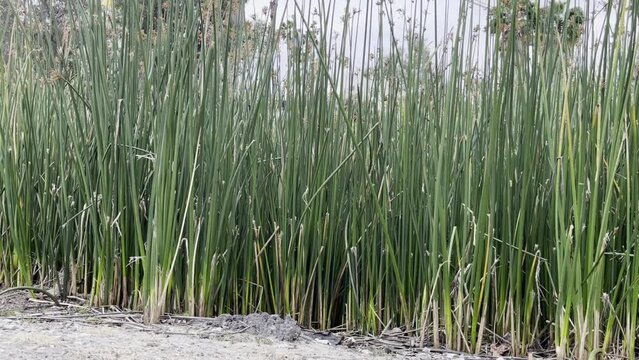 long straight plants in a marsh, next to a tar pit, wide shot of the plants moving slowly in the wind