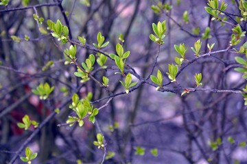 Hedge with emerging leaves at the beginning of spring - April ( decorative shrub with poisonous...