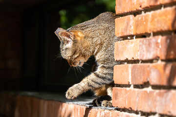 Cat pensive and melancholy looking down at the ground