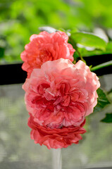 pink roses in garden