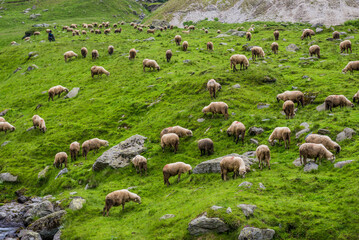 Fototapeta premium Sheeps on a grass next to Transfagarasan Road in Carpathian Mountains in Romania