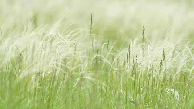 Beauty of spring with flexible and delicate stems of feather grass swaying in gentle breeze on sunny day. Video has shallow depth of field, adding soft and dreamy effect to spring scene