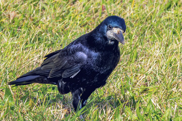 Portrait of a black crow in an autumn meadow. Corvus Corvidae.