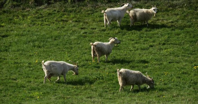 Group o goats in the fields, Herault department, France