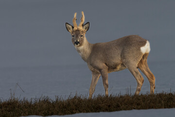 Roe deer in the wild