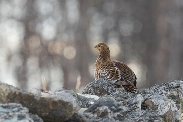 Female Black grouse