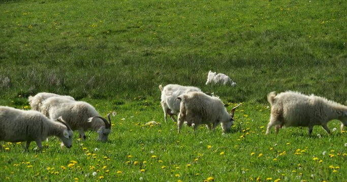 Group o goats in the fields, Herault department, France