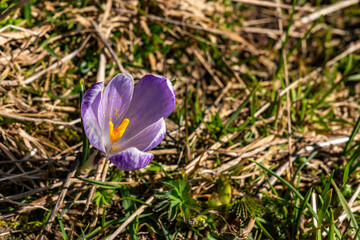 Alps crocuses spring flowers on a mountain meadow in Tannheimer valley