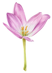 Crocus pink flower botanical illustration.