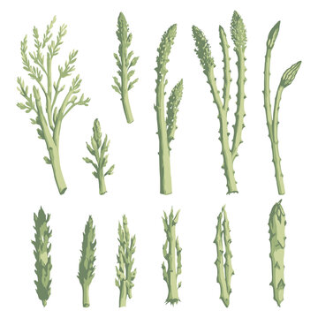 Set of Watercolor Asparagus collections with isolated white background