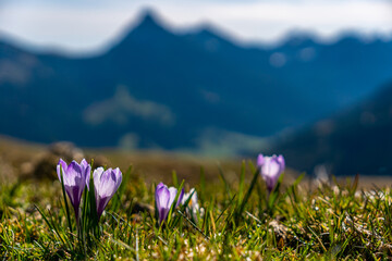 Alps crocuses spring flowers on a mountain meadow in Tannheimer valley