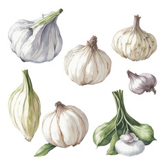 Set of Watercolor Garlic collections with isolated white background