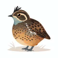 vector cute quail cartoon style