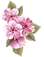 Fototapeta premium sakura pink flowers