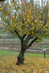 Beautiful autumn apricot tree with green, yellow and orange leaves on the branches, fruits orchard in autumn time, colourful leaves fallen down under the apricot tree