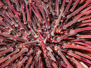 close up of red urchin sea. Paracentrotus lividus. Mediterranean Sea. Girona, Costa Brava.