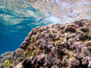 Naklejka na ściany i meble Seaweed rocky bottoms in clear waters. Underwater view. Costa Brava. Mediterranean Sea. Water surface.