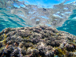 Seaweed rocky bottoms in clear waters. Underwater view. Costa Brava. Mediterranean Sea. Water surface.