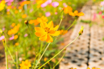 Yellow cosmos flower field with bright sky.