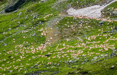 Herd of sheeps near Balea Lake next to Transfagarasan road in Carpathian Mountains, Romania