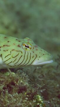 Vertical video, Close-up portrait of Speckled Sandperch or Blacktail grubfish (Parapercis hexophtalma) lies on stone covered with brown algae at evening time on sunset sunrays, slow motion