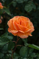 An Orange Rose With Water Droplets
